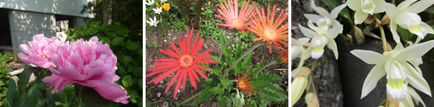 施設内はオーナー自慢の花がいっぱい オーナー自慢の花写真1