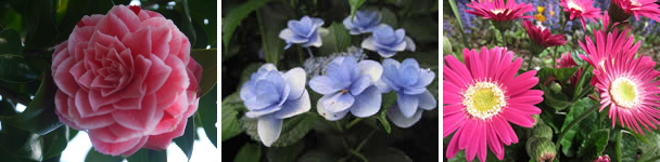 施設内はオーナー自慢の花がいっぱい オーナー自慢の花写真3