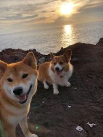 ペット連れのお客様 ペット写真