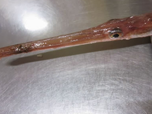 お料理、ある日の仕入れ ある日の仕入れ写真