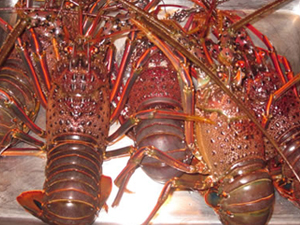 お料理、ある日の仕入れ ある日の仕入れ写真
