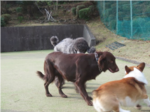 ペット連れのお客様へ ペット写真1
