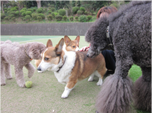 ペット連れのお客様へ ペット写真3