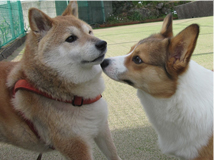 ペット連れのお客様へ ペット写真4