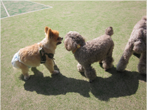 ペット連れのお客様へ ペット写真6