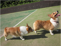 ペット連れのお客様へ ペット写真7