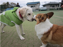 ペット連れのお客様へ ペット写真8